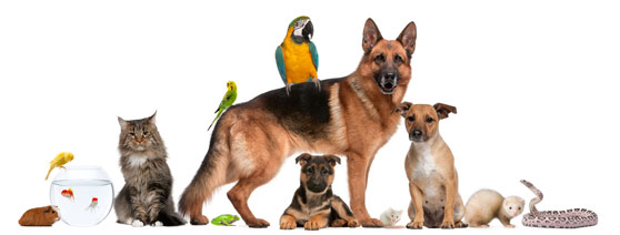 5 conseils pour obtenir plus de garde d'animaux avec Animaute